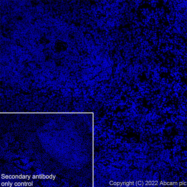 Immunohistochemistry (Frozen sections) - Anti-TRPV1 antibody [EPR25057-67] (AB305299), expandable thumbnail