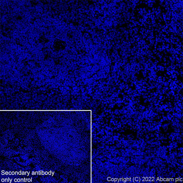 Immunohistochemistry (Frozen sections) - Anti-TRPV1 antibody [EPR25057-67] - BSA and Azide free (AB305300)