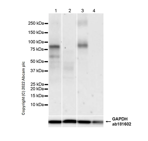Western blot - Anti-TRPV1 antibody [EPR25057-67] - BSA and Azide free (AB305300)