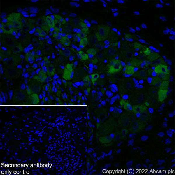 Immunohistochemistry (Frozen sections) - Anti-TRPV1 antibody [N221/17] - BSA and Azide free (AB305179)