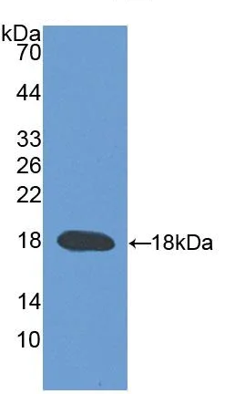 Western blot - Anti-TRPV3 antibody (AB231150)