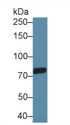 Western blot - Anti-TRPV3 antibody (AB231150)