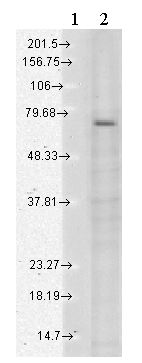 Western blot - Anti-TRPV3 antibody [N15/4] (AB85022), expandable thumbnail