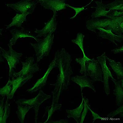 Immunocytochemistry - Anti-TRPV4 antibody (AB191580)