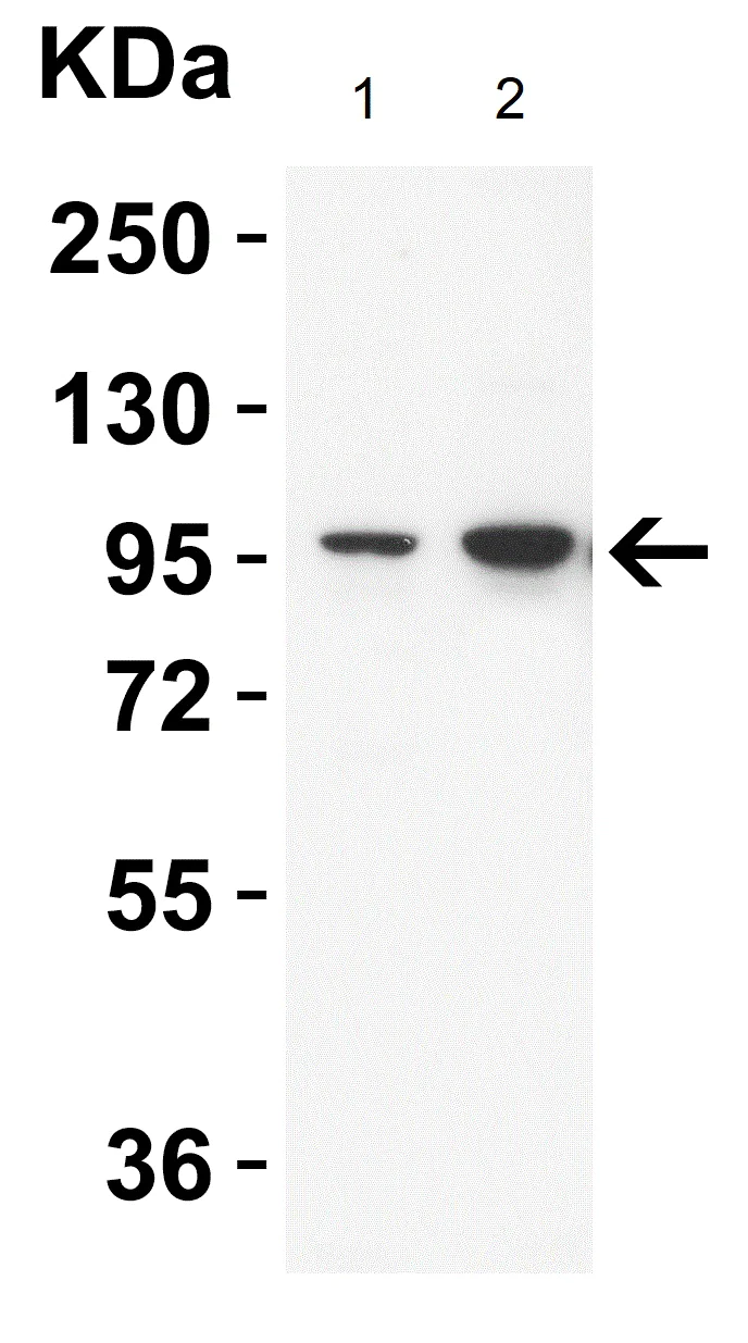 Western blot - Anti-TRPV4 antibody (AB191580)