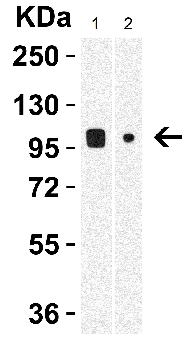 Western blot - Anti-TRPV4 antibody (AB191580)
