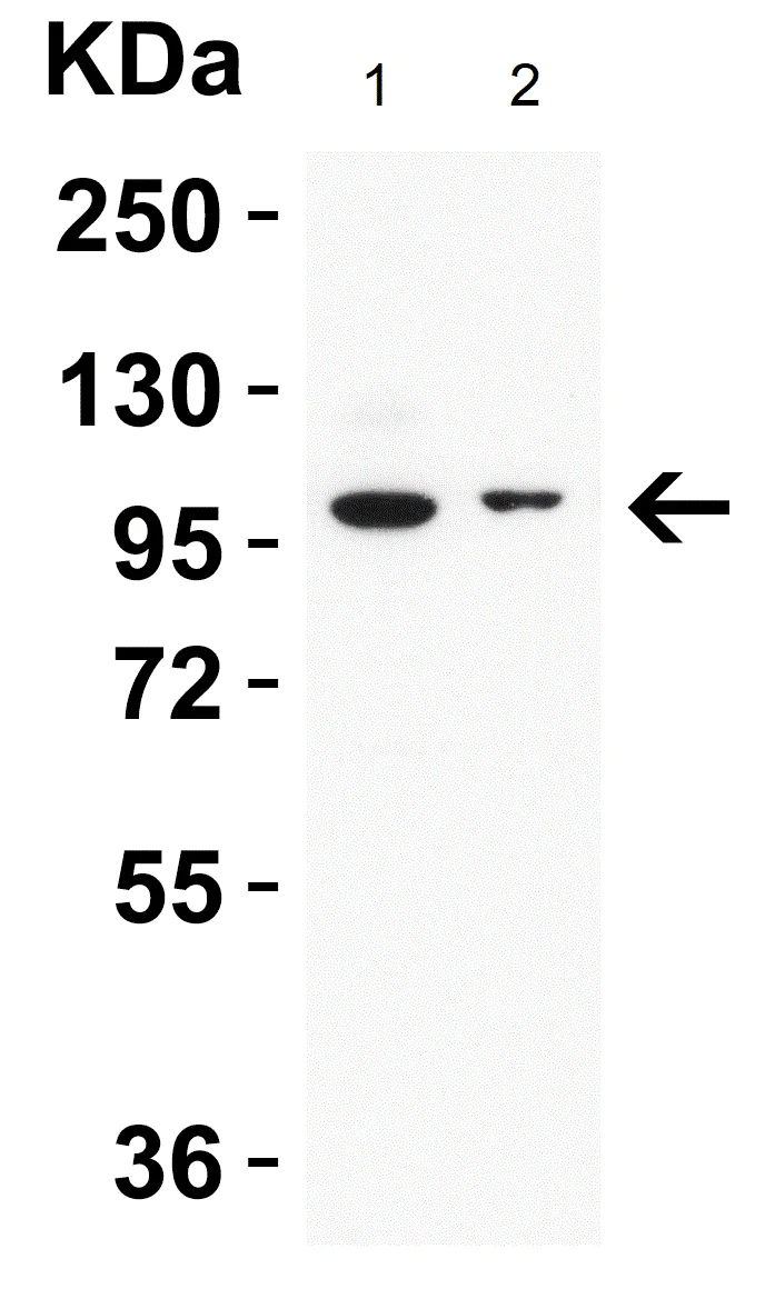 Western blot - Anti-TRPV4 antibody (AB191580)