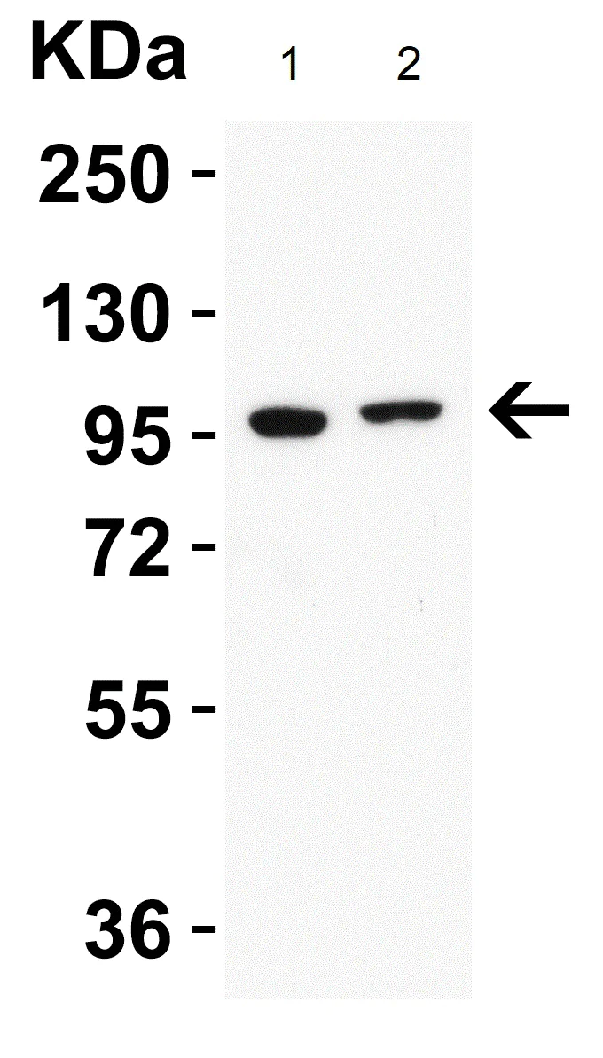 Western blot - Anti-TRPV4 antibody (AB191580)