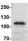 Western blot - Anti-TRPV4 antibody (AB191580)