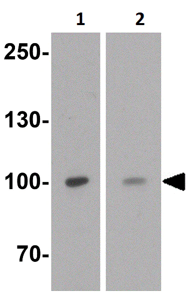 Western blot - Anti-TRPV4 antibody (AB191580)