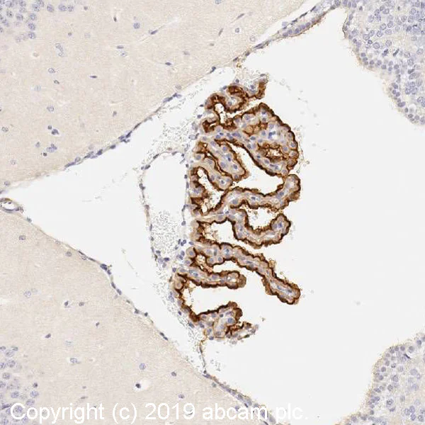 Immunohistochemistry (Formalin/PFA-fixed paraffin-embedded sections) - Anti-TRPV4 antibody (AB39260)