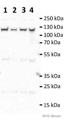 Anti-TRPV4 antibody