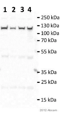 Western blot - Anti-TRPV4 antibody (AB39260)