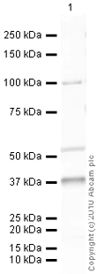 Western blot - Anti-TRPV4 antibody (AB39260)