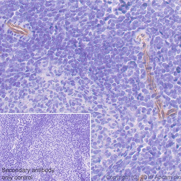 Immunohistochemistry (Formalin/PFA-fixed paraffin-embedded sections) - Anti-TRPV4 antibody [EPR22622-54] (AB231772)
