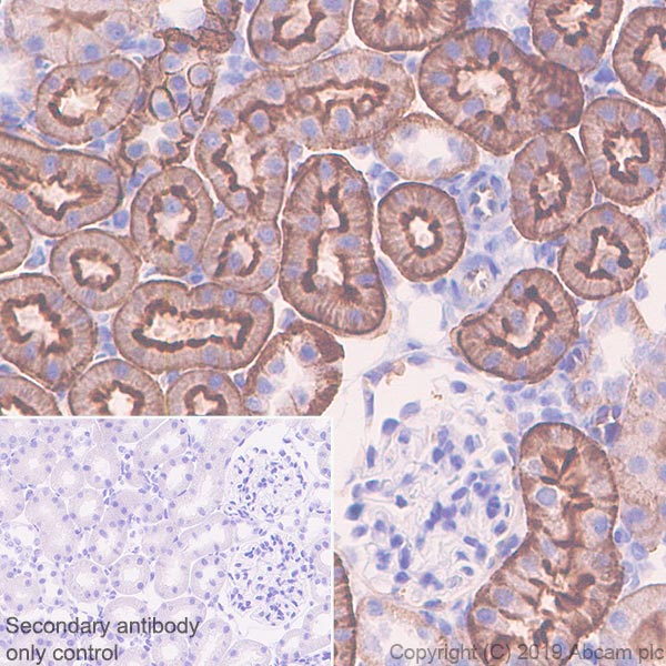 Immunohistochemistry (Formalin/PFA-fixed paraffin-embedded sections) - Anti-TRPV4 antibody [EPR22622-54] - BSA and Azide free (AB255805), expandable thumbnail