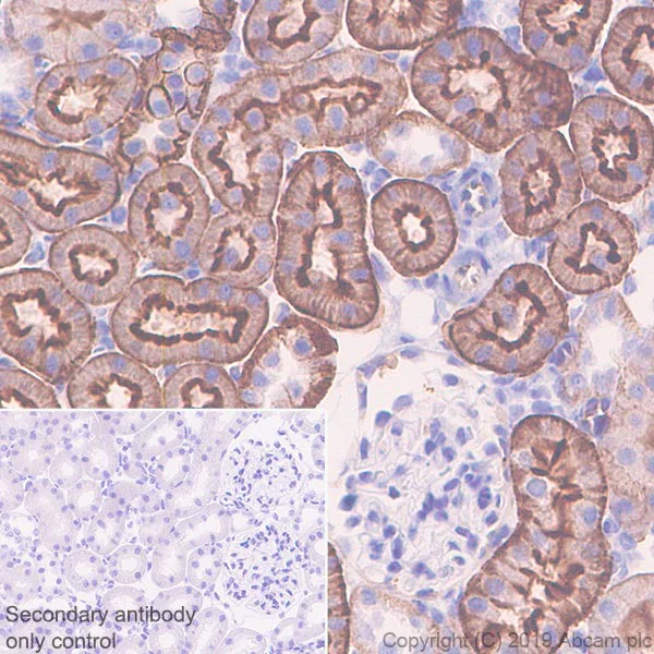 Immunohistochemistry (Formalin/PFA-fixed paraffin-embedded sections) - Anti-TRPV4 antibody [EPR22622-54] - BSA and Azide free (AB255805)