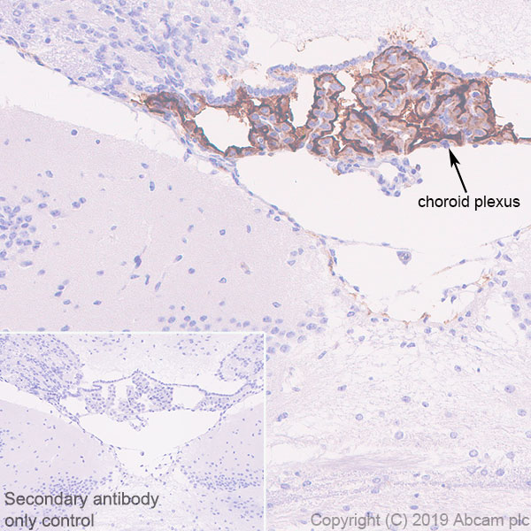 Immunohistochemistry (Formalin/PFA-fixed paraffin-embedded sections) - Anti-TRPV4 antibody [EPR22622-54] - BSA and Azide free (AB255805), expandable thumbnail