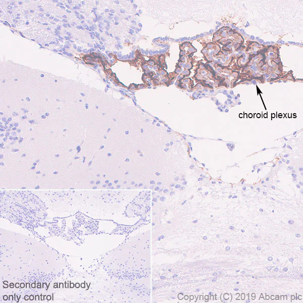 Immunohistochemistry (Formalin/PFA-fixed paraffin-embedded sections) - Anti-TRPV4 antibody [EPR22622-54] - BSA and Azide free (AB255805)