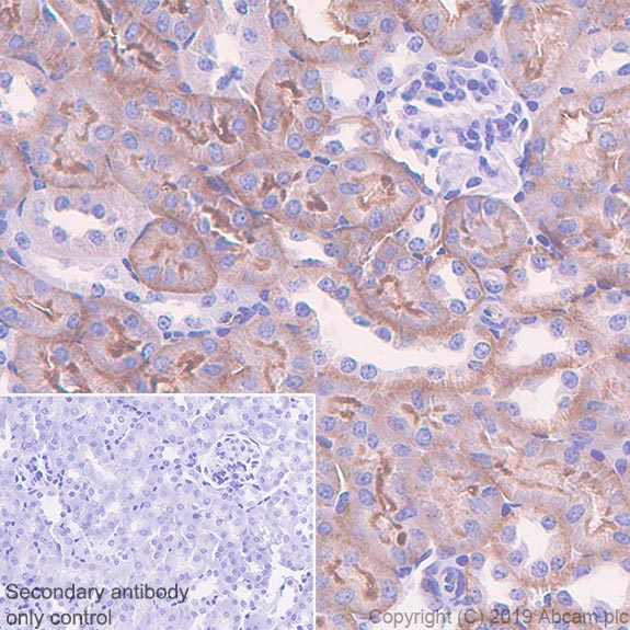 Immunohistochemistry (Formalin/PFA-fixed paraffin-embedded sections) - Anti-TRPV4 antibody [EPR22622-54] - BSA and Azide free (AB255805), expandable thumbnail