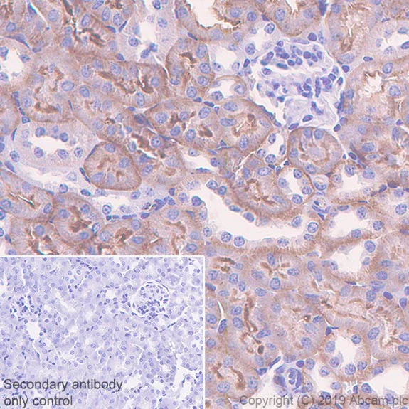 Immunohistochemistry (Formalin/PFA-fixed paraffin-embedded sections) - Anti-TRPV4 antibody [EPR22622-54] - BSA and Azide free (AB255805)