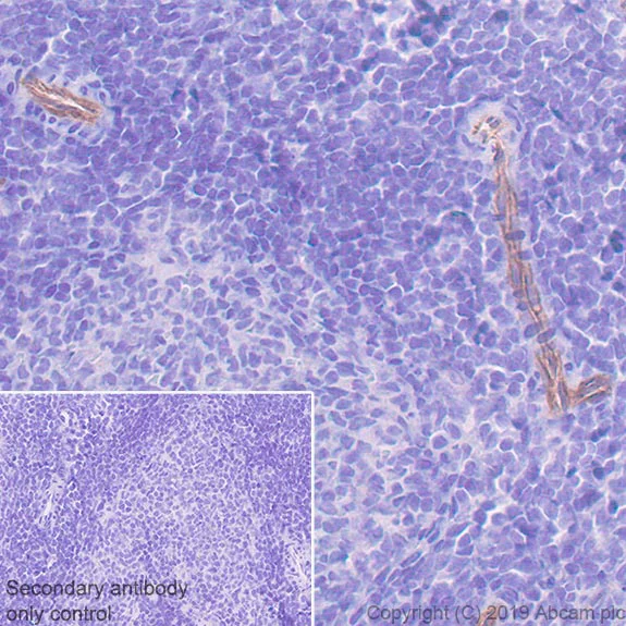 Immunohistochemistry (Formalin/PFA-fixed paraffin-embedded sections) - Anti-TRPV4 antibody [EPR22622-54] - BSA and Azide free (AB255805)