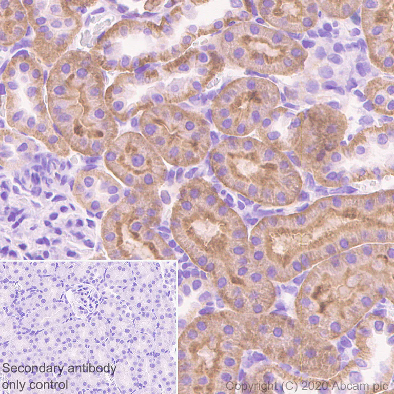 Immunohistochemistry (Formalin/PFA-fixed paraffin-embedded sections) - Anti-TRPV4 antibody [EPR23846-44] (AB259361)