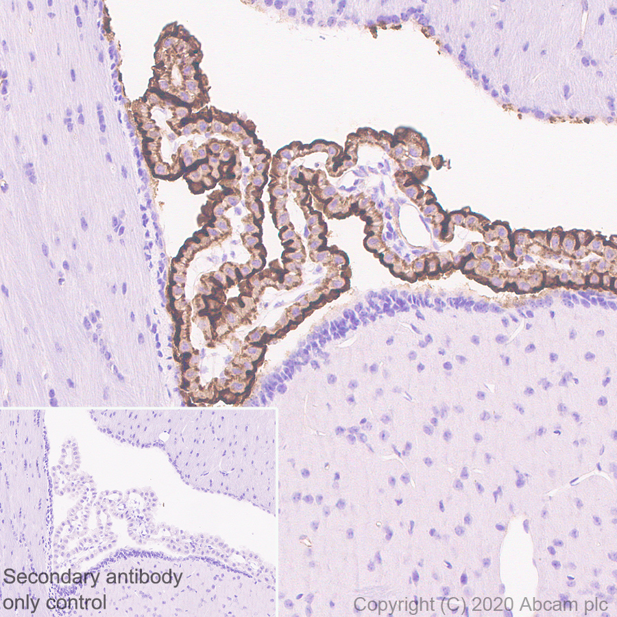 Immunohistochemistry (Formalin/PFA-fixed paraffin-embedded sections) - Anti-TRPV4 antibody [EPR23846-44] (AB259361), expandable thumbnail