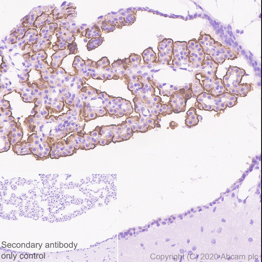 Immunohistochemistry (Formalin/PFA-fixed paraffin-embedded sections) - Anti-TRPV4 antibody [EPR23846-44] (AB259361), expandable thumbnail