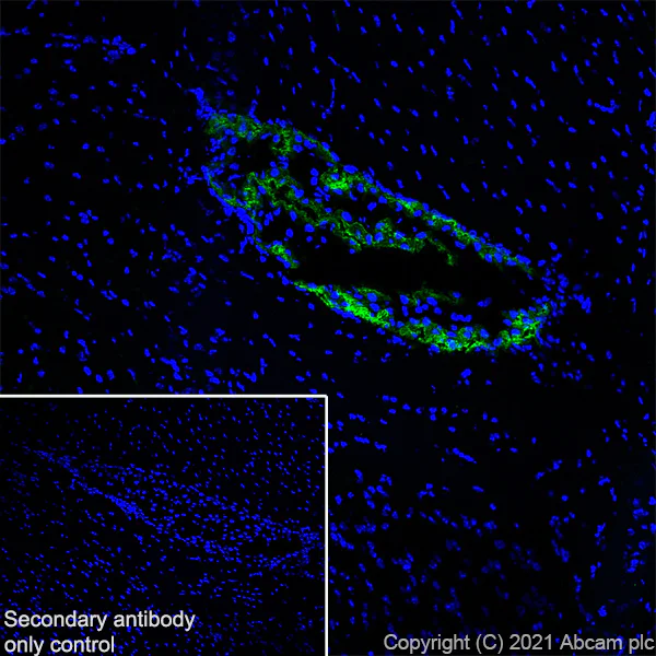Immunohistochemistry (Frozen sections) - Anti-TRPV4 antibody [EPR23846-44] (AB259361)