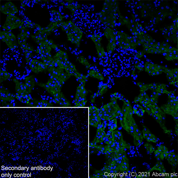 Immunohistochemistry (Frozen sections) - Anti-TRPV4 antibody [EPR23846-44] (ab259361), expandable thumbnail