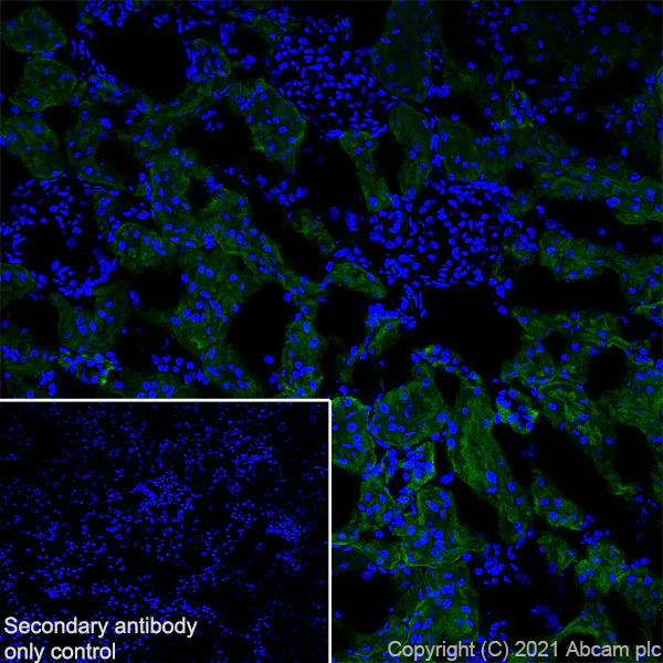 Immunohistochemistry (Frozen sections) - Anti-TRPV4 antibody [EPR23846-44] (AB259361)