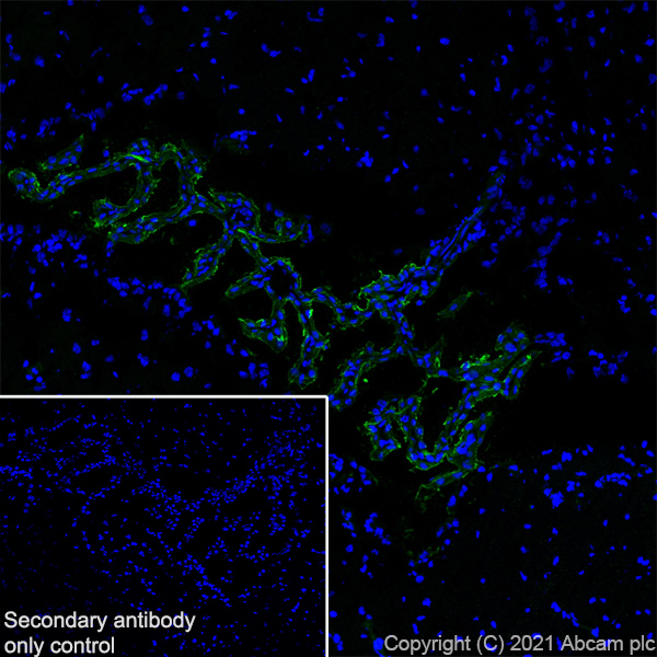 Immunohistochemistry (Frozen sections) - Anti-TRPV4 antibody [EPR23846-44] (ab259361), expandable thumbnail