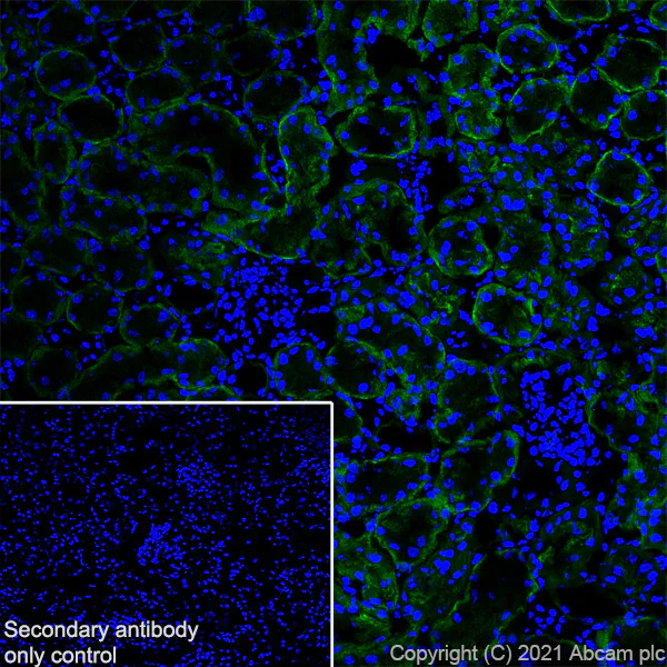 Immunohistochemistry (Frozen sections) - Anti-TRPV4 antibody [EPR23846-44] - BSA and Azide free (AB280365)