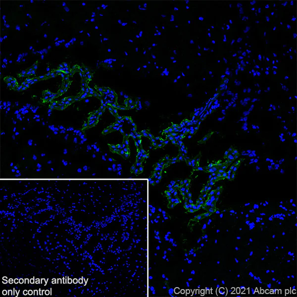 Immunohistochemistry (Frozen sections) - Anti-TRPV4 antibody [EPR23846-44] - BSA and Azide free (AB280365)
