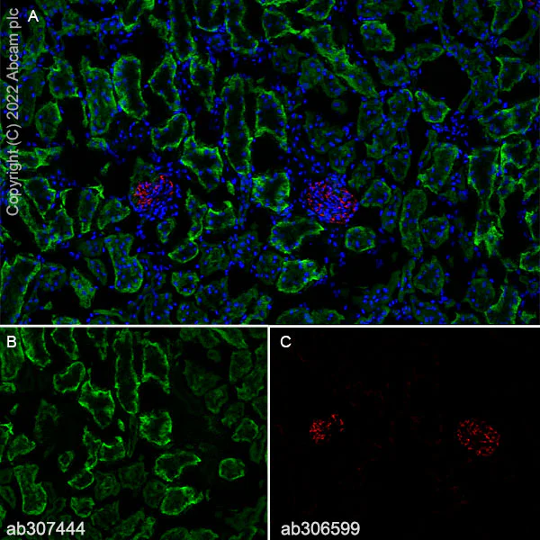 Immunohistochemistry (Frozen sections) - Anti-TRPV4 antibody [EPR27068-39] (AB307444)