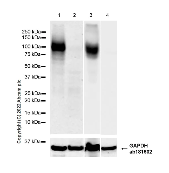 Western blot - Anti-TRPV4 antibody [EPR27068-39] (AB307444)