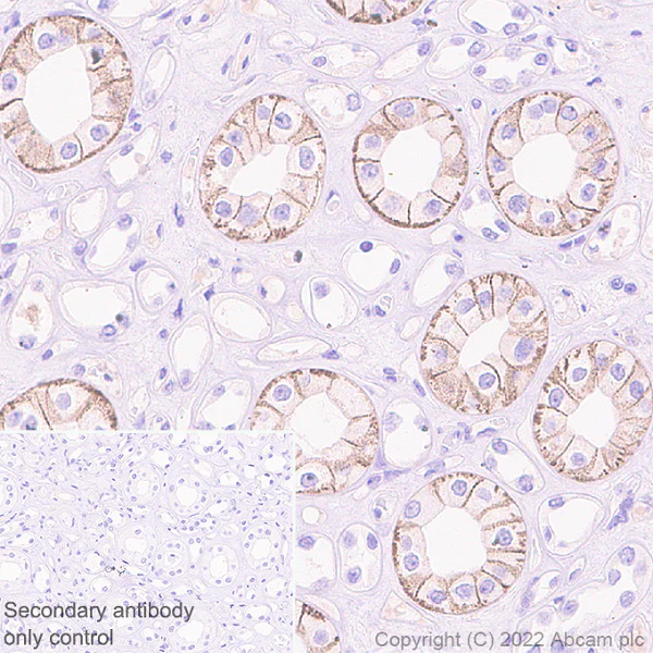 Immunohistochemistry (Formalin/PFA-fixed paraffin-embedded sections) - Anti-TRPV4 antibody [EPR27068-39] - BSA and Azide free (AB307445)