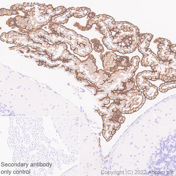 Immunohistochemistry (Formalin/PFA-fixed paraffin-embedded sections) - Anti-TRPV4 antibody [EPR27068-39] - BSA and Azide free (AB307445)
