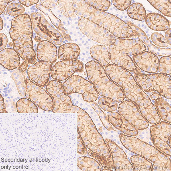 Immunohistochemistry (Formalin/PFA-fixed paraffin-embedded sections) - Anti-TRPV4 antibody [EPR27068-39] - BSA and Azide free (AB307445)