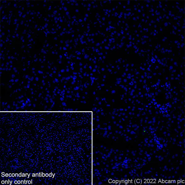Immunohistochemistry (Frozen sections) - Anti-TRPV4 antibody [EPR27068-39] - BSA and Azide free (AB307445)