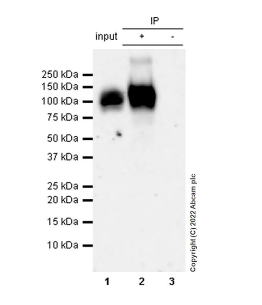 Immunoprecipitation - Anti-TRPV4 antibody [EPR27068-39] - BSA and Azide free (AB307445)