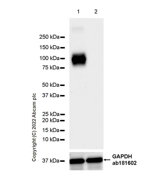 Western blot - Anti-TRPV4 antibody [EPR27068-39] - BSA and Azide free (AB307445)