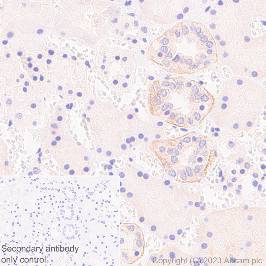 Immunohistochemistry (Formalin/PFA-fixed paraffin-embedded sections) - Anti-TRPV4 antibody [RM1062] (ab314454), expandable thumbnail