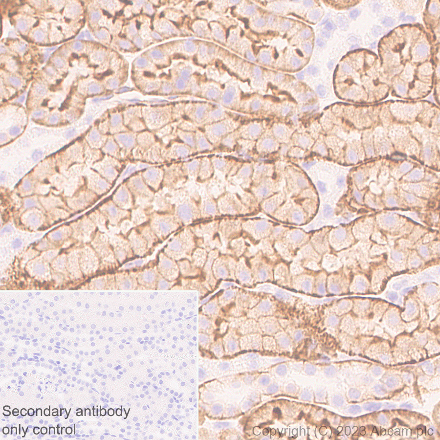 Immunohistochemistry (Formalin/PFA-fixed paraffin-embedded sections) - Anti-TRPV4 antibody [RM1062] (ab314454), expandable thumbnail