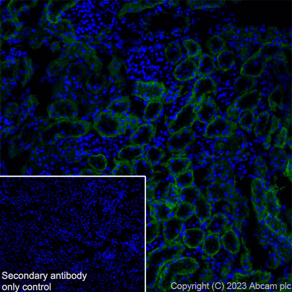 Immunohistochemistry (Frozen sections) - Anti-TRPV4 antibody [RM1062] (AB314454), expandable thumbnail