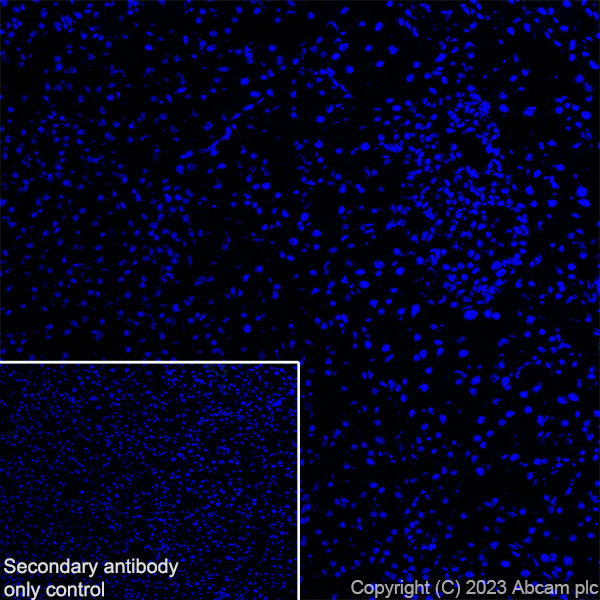 Immunohistochemistry (Frozen sections) - Anti-TRPV4 antibody [RM1062] (AB314454), expandable thumbnail