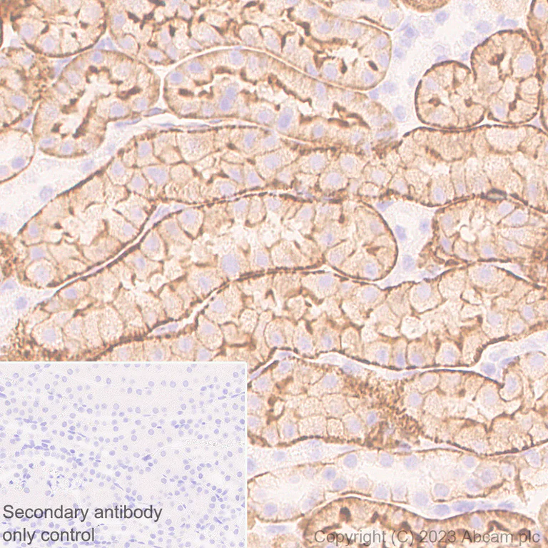 Immunohistochemistry (Formalin/PFA-fixed paraffin-embedded sections) - Anti-TRPV4 antibody [RM1062] - BSA and Azide free (AB314455)