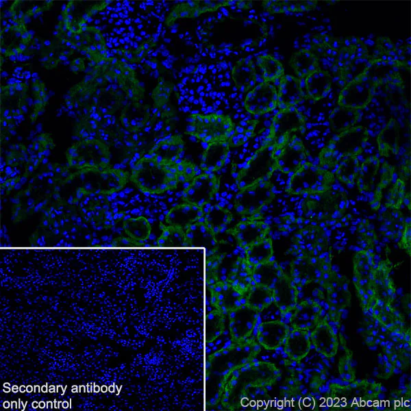 Immunohistochemistry (Frozen sections) - Anti-TRPV4 antibody [RM1062] - BSA and Azide free (AB314455)