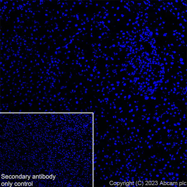 Immunohistochemistry (Frozen sections) - Anti-TRPV4 antibody [RM1062] - BSA and Azide free (AB314455)
